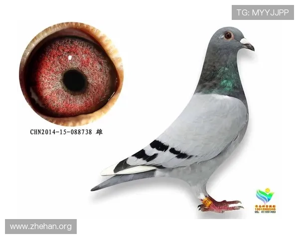 亚搏网站平台常见问题与解决方案详解帮助玩家快速解决疑难